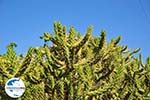 GriechenlandWeb Marathonas Cactusplanten | Aegina | GriechenlandWeb.de 2 - Foto GriechenlandWeb.de