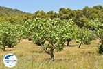GriechenlandWeb.de Pistache bomen Palaiochora | Aegina | GriechenlandWeb.de foto 1 - Foto GriechenlandWeb.de