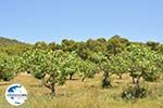 GriechenlandWeb.de Pistache bomen Palaiochora | Aegina | GriechenlandWeb.de foto 2 - Foto GriechenlandWeb.de