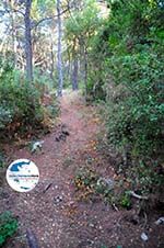 GriechenlandWeb.de Wandelen bossen Agioi Anargiri | Alonissos Sporaden | GriechenlandWeb.de - Foto GriechenlandWeb.de