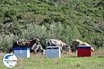 GriechenlandWeb Irgendwo zwischen Paralia Sykias und Kalamitsi | Sithonia Chalkidiki | Foto 6 - Foto GriechenlandWeb.de