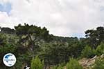 GriechenlandWeb.de Bossen auf Chios - Insel Chios - Foto GriechenlandWeb.de
