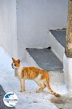 GriechenlandWeb.de Kythira Stadt Kythira - Foto GriechenlandWeb.de