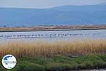 Beschermd natuurgebied voor vogels baai van Kalloni (Lesbos) - Foto GriechenlandWeb.de