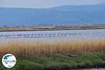 GriechenlandWeb Beschermd natuurgebied voor vogels baai van Kalloni (Lesbos) - Foto GriechenlandWeb.de