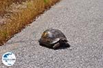 Schildpad nabij Skoutaros auf de weg Antissa-Anaxos - Foto GriechenlandWeb.de