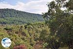 GriechenlandWeb Grens olijfbomen und bossen auf de weg Petra-Kalloni foto 2 - Foto GriechenlandWeb.de