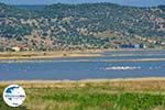 Natuurgebied voor vogels aan de baai van Kalloni foto 1 - Foto GriechenlandWeb.de