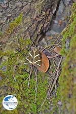 GriechenlandWeb.de Schmetterlingstal Rhodos - Foto GriechenlandWeb.de