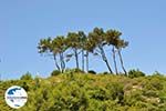 GriechenlandWeb De groenrijke natuur auf Samos - Insel Samos - Foto GriechenlandWeb.de