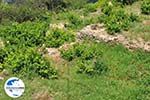 GriechenlandWeb.de Papavers und wijngaarden in Manolates - Insel Samos - Foto GriechenlandWeb.de