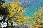 GriechenlandWeb Bomen tot aan de zee Kokkari (Strand Tsamadou) - Insel Samos - Foto GriechenlandWeb.de