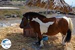 GriechenlandWeb Ergens langs de weg auf Santorin | Kykladen Griechenland | Foto 16 - Foto GriechenlandWeb.de