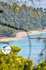 GriechenlandWeb Bij de stranden Kastani und Milia | Skopelos Sporaden | GriechenlandWeb.de foto 2 - Foto GriechenlandWeb.de