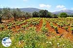 GriechenlandWeb Robola Weinregion - Kefalonia - Foto 263 - Foto GriechenlandWeb.de