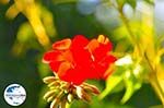 Blumen in Lassi - Kefalonia - Foto 310 - Foto GriechenlandWeb.de