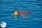 GriechenlandWeb.de Caretta Caretta Laganas Bucht | Griechenland | GriechenlandWeb.de nr 10 - Foto GriechenlandWeb.de