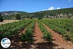 Foto Kefalonia Ionische Inseln GriechenlandWeb - Foto GriechenlandWeb.de