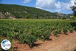 Foto Kefalonia Ionische Inseln GriechenlandWeb - Foto GriechenlandWeb.de